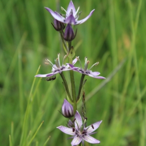 Swertia perennis, Savoie